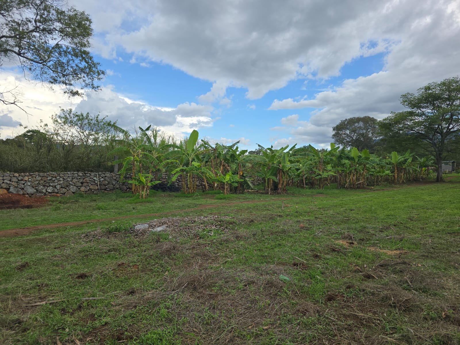 Guineales (banano) al fondo del terreno junto a muro de piedra