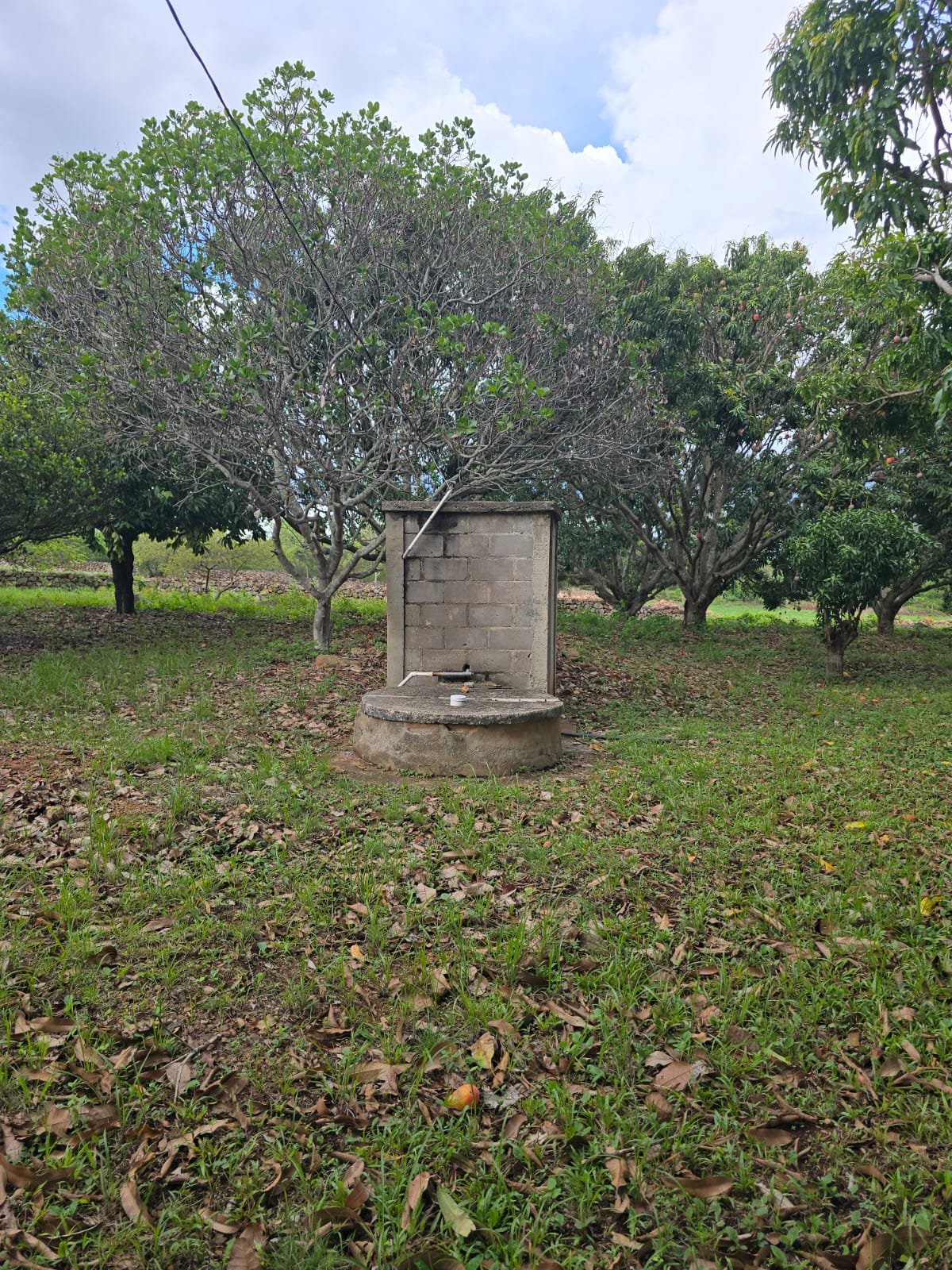 Pozo de agua construido en el terreno, rodeado de árboles de mango