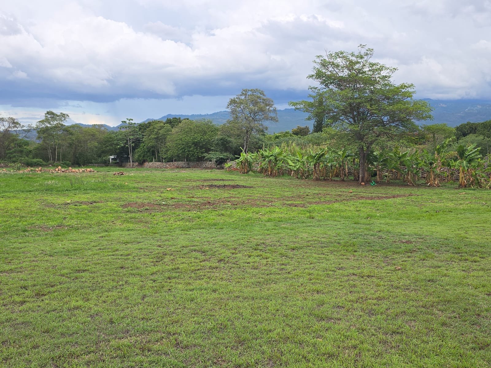 Vista del terreno con árboles y guineales al fondo